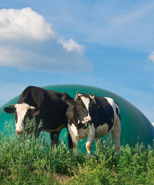 biogas var kommer det ifrån